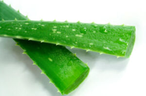 aloe-vera-y-aceite-esencial-de-arbol-de-te