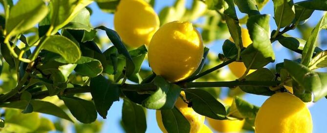 Aceite-esencial-de-limon-arbol