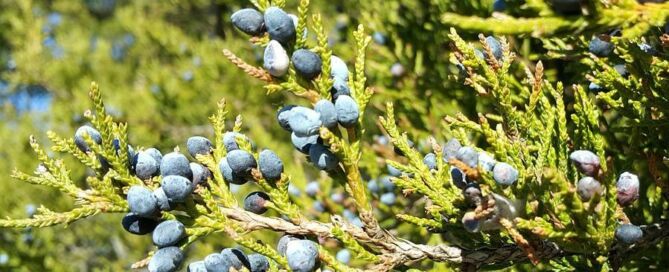 aceite-esencial-de-cedro