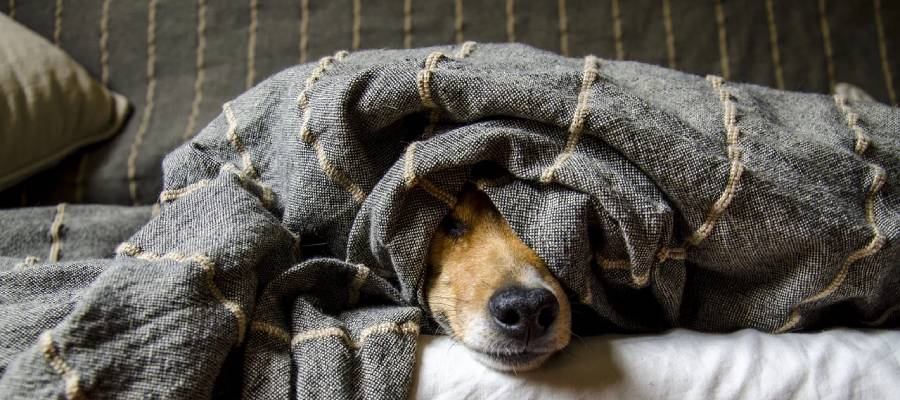 Cómo quitar el olor a perro de tu casa • - Tienda Online