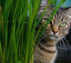 hierba-gatera-olores-que-gustan-a-los gatos