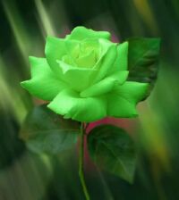 Rosa-verde