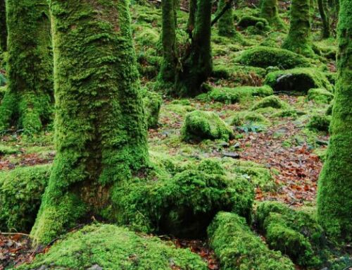 Ambientadores con aroma a musgo: el bosque en casa