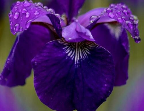 Raíz de iris, suavidad y elegancia en el ambiente